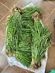 CEBOLINHO para VENDA