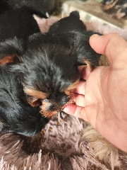 Yorkshire Terrier Yorkshire