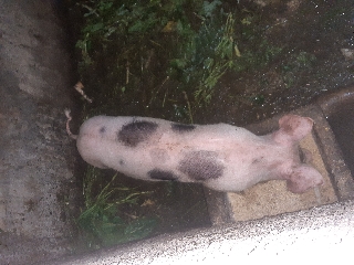 Leitões pietran