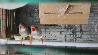 Casal de mandarins 2025 Mandarim