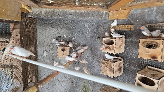 Casal de mandarins 2025 Mandarim