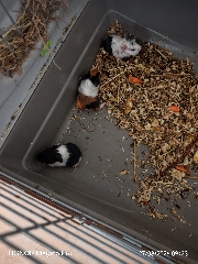 Porquinhos da Índia