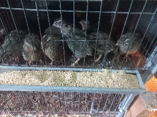 Codornizes vários tamanhos