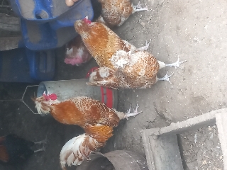 Palheiros de várias raças