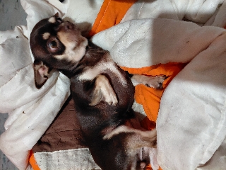 Cadela para vender Chihuahua mostrado com Pinscher Chihuahua