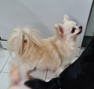 2 Chihuahuas de pelo cumprido Chihuahua