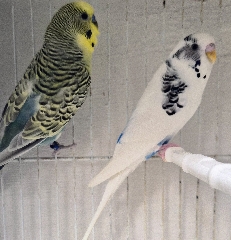 Periquito Australiano Periquito