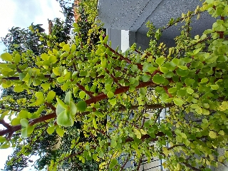 Planta suculenta Portuacaria Afra com 1,27 de altura