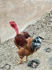 Galo
