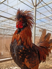 Palheiros (machos e fêmeas)