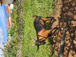 Vendo cabrito