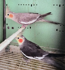 Casal de caturras Caturra