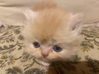gatos persa puros Persa