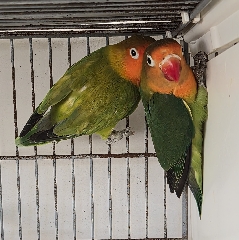 Agapornis fischeris Agapornis Fishers