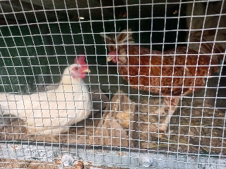 Casal palheiros
