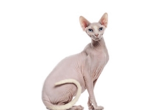 Gatos Sphynx Outros