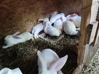 Coelhos Raça Grande
