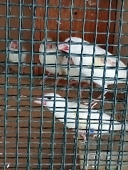 Pardais de jáva