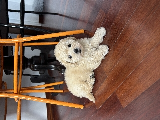 Vendo um caozinho filhote de raça maltipoo