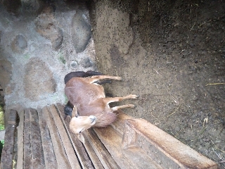 Carneiro sem lã
