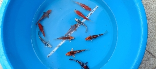 Capas koi. Outros