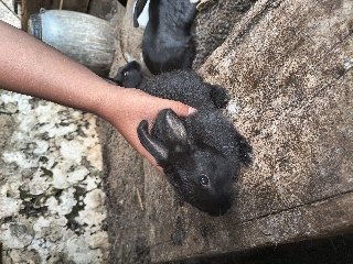 Coelhos anões com dois meses