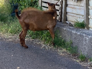 Vendo cabrito