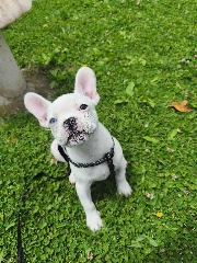 Bulldog francês Bulldog
