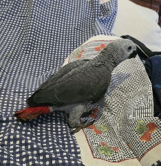 Papagaio Cinzento Africano