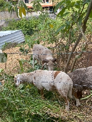 Carneiro