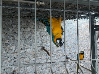 Vendo casal de Araras Arauranas