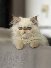 Gatinho Persa Persa