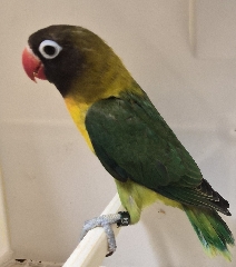 Agapornis Personatu Personatas