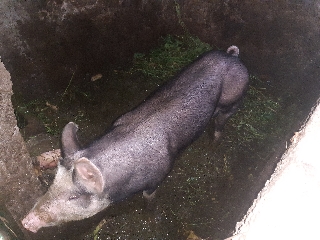 Cachaço pietran