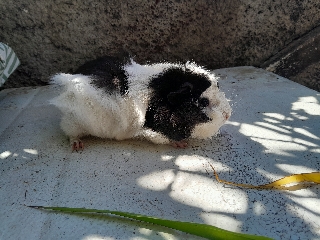 Vendo Porcos da Índia
