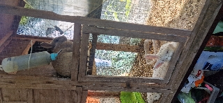 Coelhos