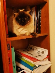 Gato Siamês Siamês