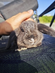 Coelhos anão Holland Lop 2 meses