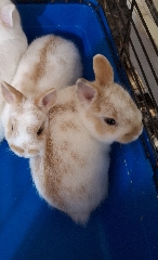 Casal coelhos anoes