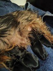 Yorkshire Terrier Yorkshire