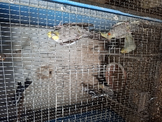 Caturras Caturra