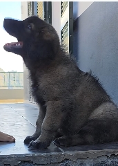 vendo Cães Serra da Estrela
