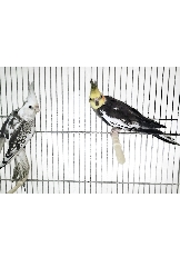 Casal Caturra