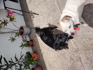 2 cães adoráveis para dar