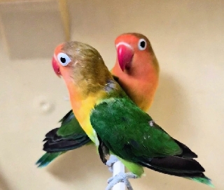 Agapornis fischeri Agapornis Fishers