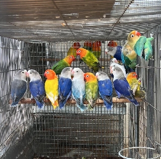 Vendo lote de 37 fischeris