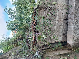 Fuzileiros da jardinagem