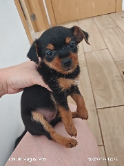 Pinscher/ Yorkshire Yorkshire