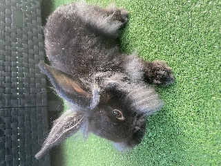 Coelhos anões leões