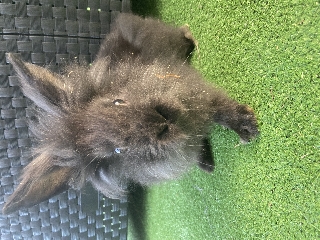 Coelhos anões leões